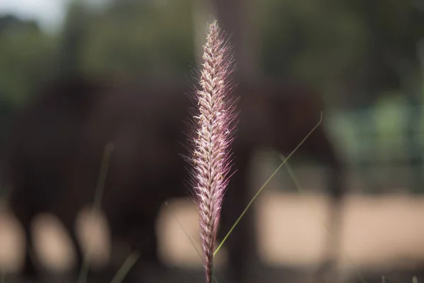 Pretty Plant Green Bokeh — Fotografia de Stock