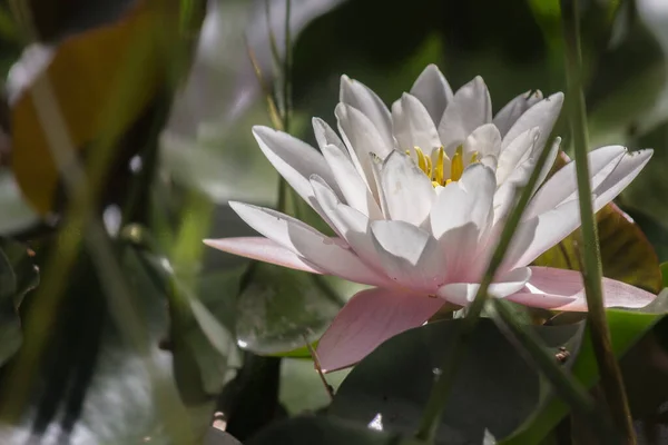 Pretty White Water Lily Seke — Stockfoto