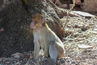 Dağ Atlası MoroCCO 'daki Barbarlık Maymun Maymunu