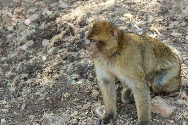 Monkey Macaque Barbaire Montagne Atlas Maroc — Photo