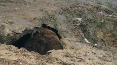 Vahşi ayılar kış uykusuna yatarlar., 