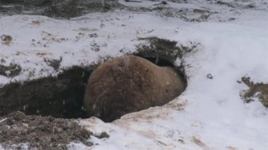 Vahşi ayılar kış uykusuna yatarlar., 