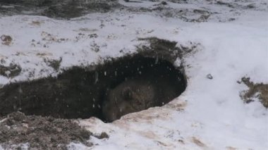 Vahşi ayılar kış uykusuna yatarlar., 