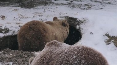 Vahşi ayılar kış uykusuna yatarlar., 