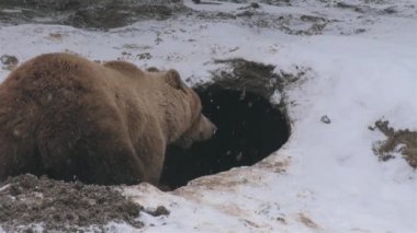 Vahşi ayılar kış uykusuna yatarlar., 