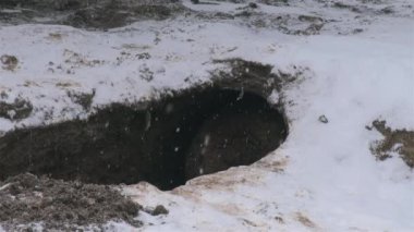 Vahşi ayılar kış uykusuna yatarlar., 