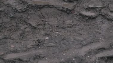 Kahverengi ayı kış karıyla karşı karşıya, kış uykusuna hazırlanıyor.