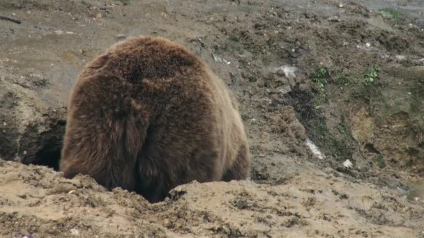 Beruang Liar Mengatur Sarang Untuk Hibernasi Waktu Musim Dingin — Stok Video