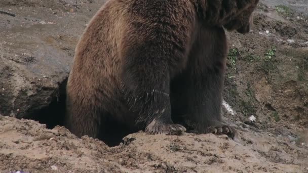 Les Ours Sauvages Aménagent Tanière Pour Hiberner Hiver — Video