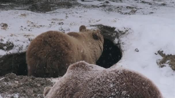 Gli Orsi Selvatici Organizzano Tana Letargo Inverno — Video Stock