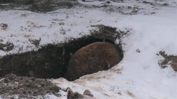 Άγριες Αρκούδες Κανονίζουν Κρησφύγετο Για Χειμερία Νάρκη — Αρχείο Βίντεο