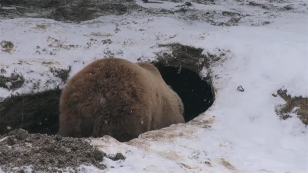 Wild Bears Arrange Den Hibernation Winter Time — Stock Video
