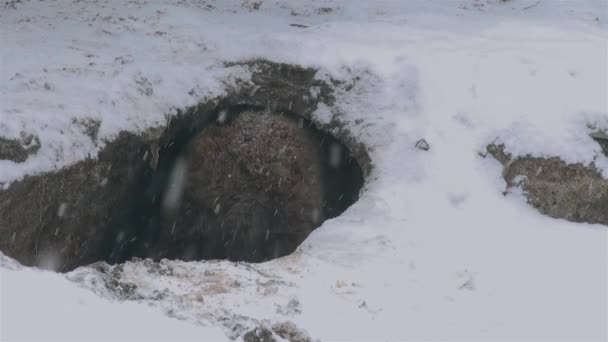 Wild Bears Arrange Den Hibernation Winter Time — Stock Video