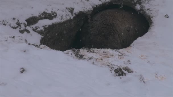 Dzikie Niedźwiedzie Przygotowują Kryjówkę Hibernacji Zimą — Wideo stockowe