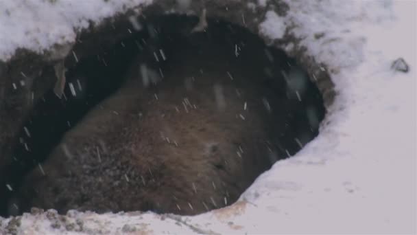 Ursos Selvagens Organizam Toca Para Hibernação Inverno — Vídeo de Stock