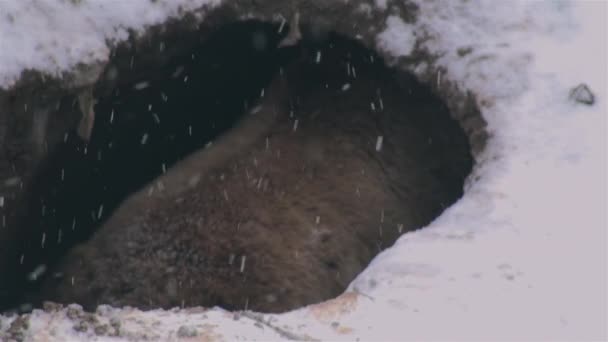 Vahşi Ayılar Kış Uykusuna Yatarlar — Stok video