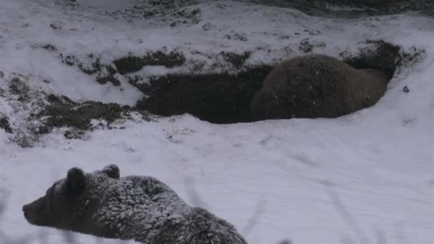 野生のクマは冬の時間に冬眠のためにデンを手配します — ストック動画