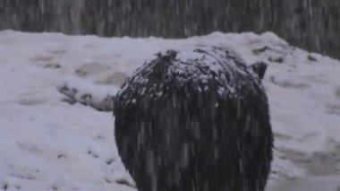 Kahverengi ayı kış karıyla karşı karşıya, kış uykusuna hazırlanıyor.