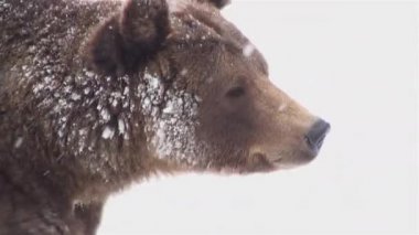 Kışın yiyecek aramak için ininden çık.