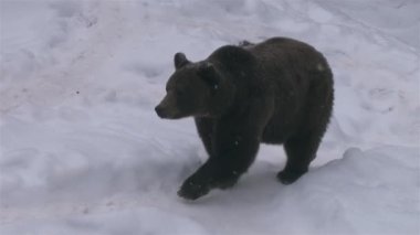 Kışın yiyecek aramak için ininden çık.
