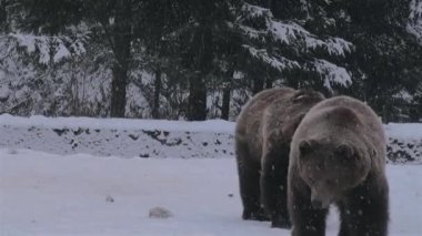 Ayılara kur yapma ritüeli. Kış zamanı, yüzleşme gibi.