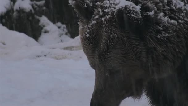 茶色のクマは冬の雪に直面し 冬眠の準備をする — ストック動画