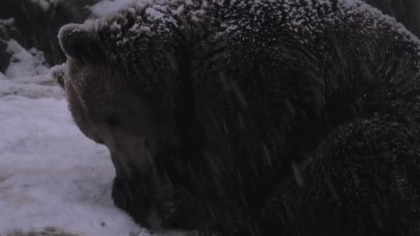 Urso Marrom Enfrenta Uma Neve Inverno Prepara Para Hibernação — Vídeo de Stock