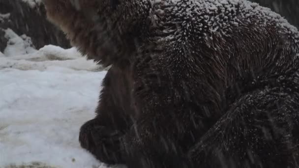 Den Bruna Björnen Står Inför Vinter Snö Förbereder Sig För — Stockvideo