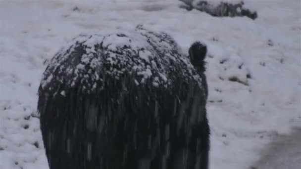茶色のクマは冬の雪に直面し 冬眠の準備をする — ストック動画