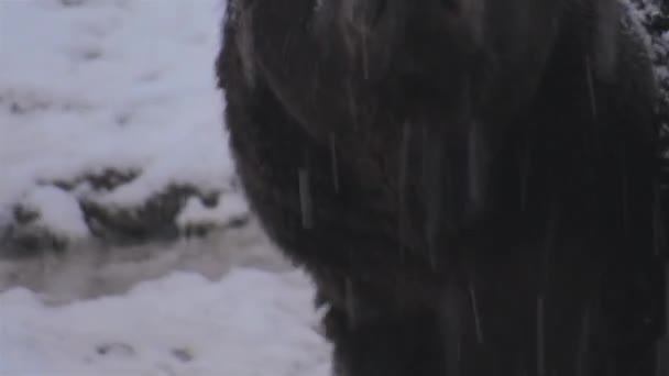 Brązowy Niedźwiedź Spotyka Zimowy Śnieg Przygotowuje Się Hibernacji — Wideo stockowe