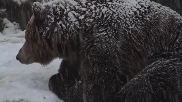 Бурый Медведь Встречает Зимний Снег Готовится Спячке — стоковое видео