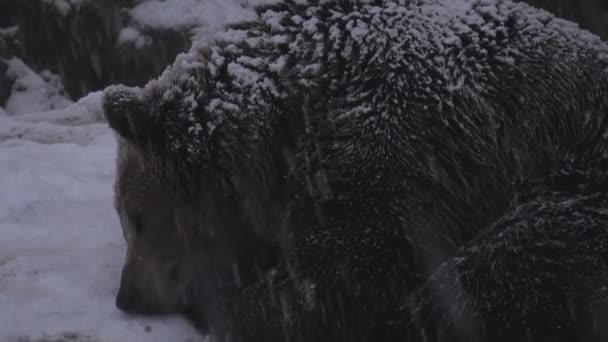 Barna Medve Téli Havazással Néz Szembe Hibernálásra Készül — Stock videók