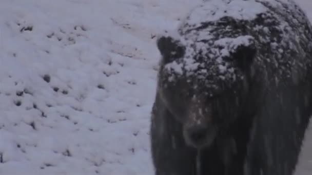 Brązowy Niedźwiedź Spotyka Zimowy Śnieg Przygotowuje Się Hibernacji — Wideo stockowe