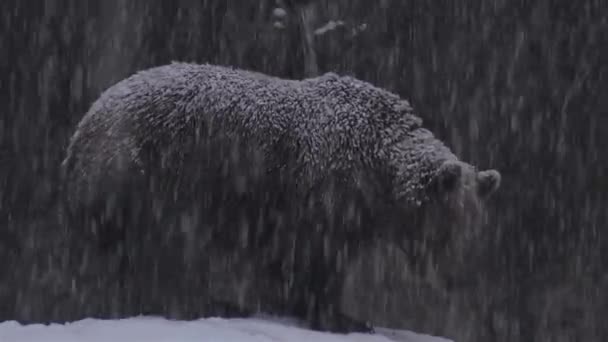 Коричневий Ведмідь Стикається Зимовим Снігом Готується Сплячки — стокове відео