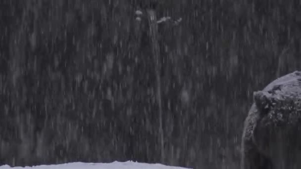Коричневий Ведмідь Стикається Зимовим Снігом Готується Сплячки — стокове відео