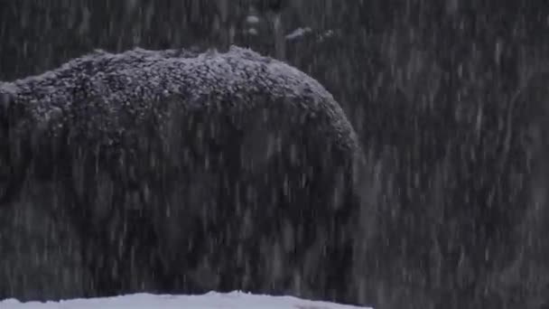 Urso Marrom Enfrenta Uma Neve Inverno Prepara Para Hibernação — Vídeo de Stock