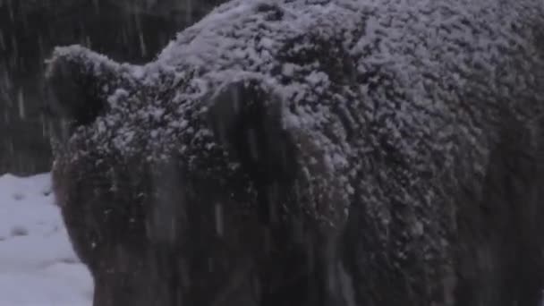 棕熊面对着冬雪 准备冬眠 — 图库视频影像