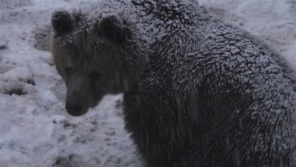 Urso Marrom Enfrenta Uma Neve Inverno Prepara Para Hibernação — Vídeo de Stock