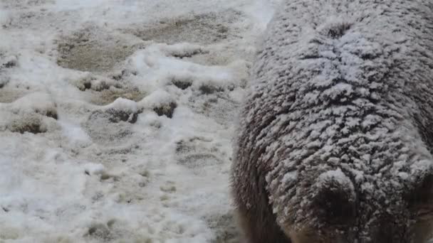 Den Bruna Björnen Står Inför Vinter Snö Förbereder Sig För — Stockvideo