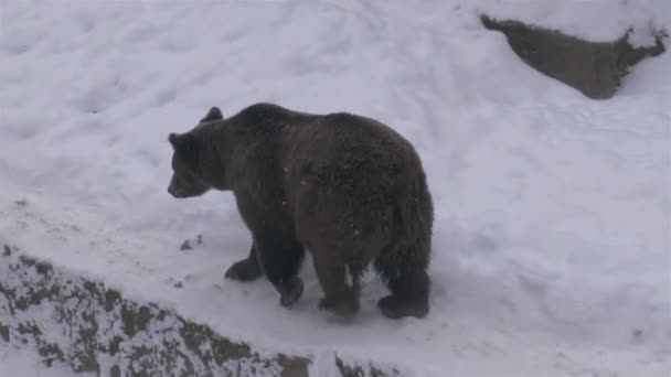 Медведь Логова Зимой Блуждающий Поисках Пищи — стоковое видео