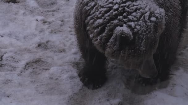 Brown Bear Faces Winter Snow Prepares Hibernation — Stock Video