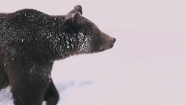 Bear Out Doupě Winter Wandling Seeking Food — Stock video