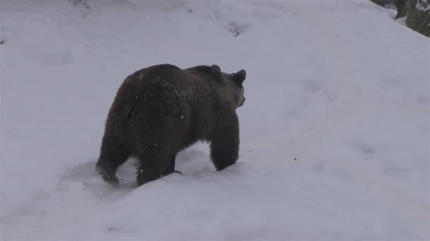 冬には庭から出て食べ物を求めてさまよい — ストック動画