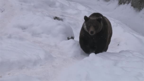 Bear Out Doupě Winter Wandling Seeking Food — Stock video
