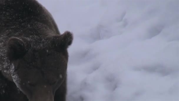 Взимку Ведмідь Виходить Ями Блукаючи Пошуках Їжі — стокове відео