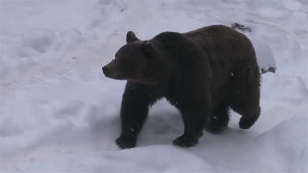 Orso Fuori Dalla Tana Inverno Vagando Cerca Cibo — Video Stock