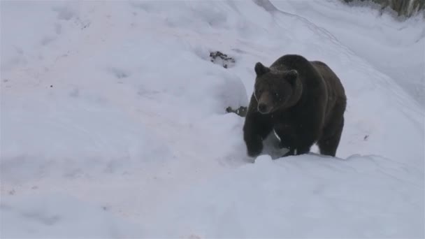 Bear Out Den Winter Wandering Search Food — Stock Video