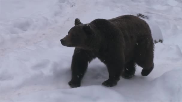 Niedźwiedź Legowiska Zimie Wędrując Poszukiwaniu Jedzenia — Wideo stockowe