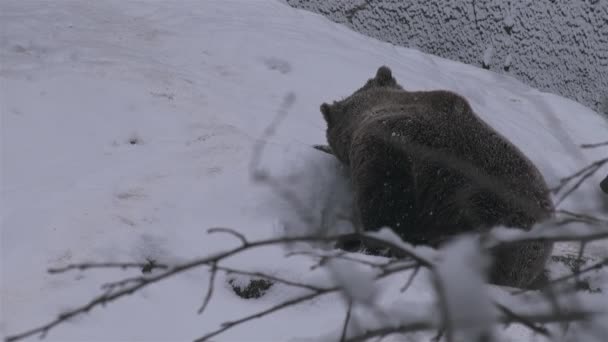 Bear Out Doupě Winter Wandling Seeking Food — Stock video