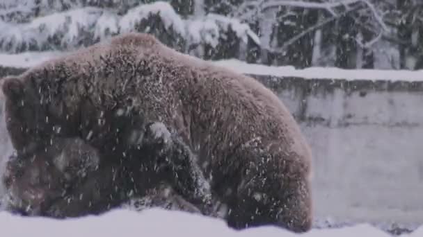 Courtship Ritual Bears Resembles Confrontation Winter Time — Stock Video